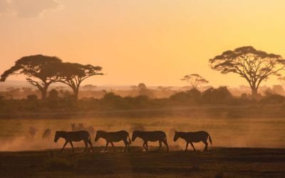 Discover the Wild: Safari Drives in Phalaborwa
